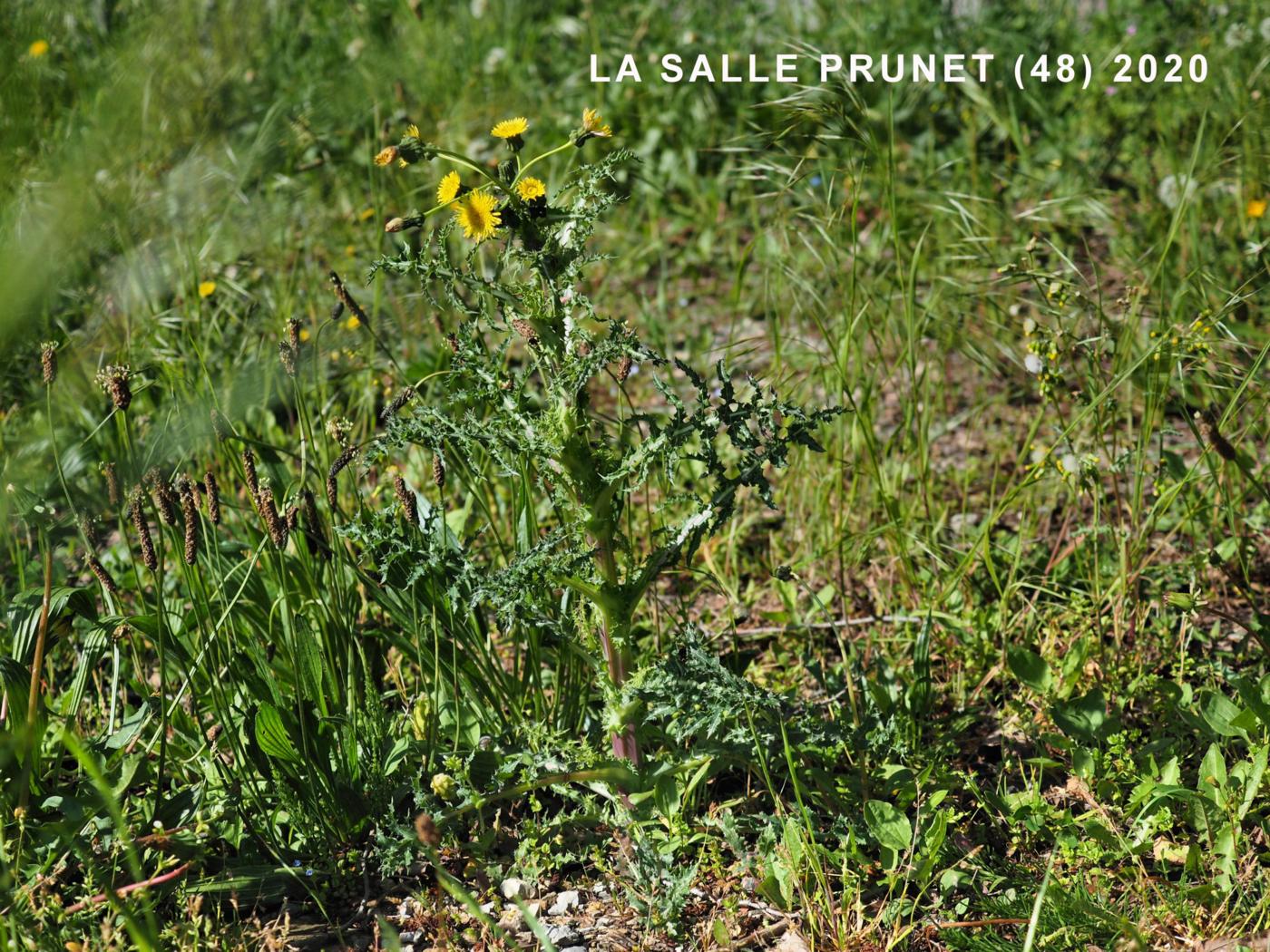 Sow-thistle, Prickly plant